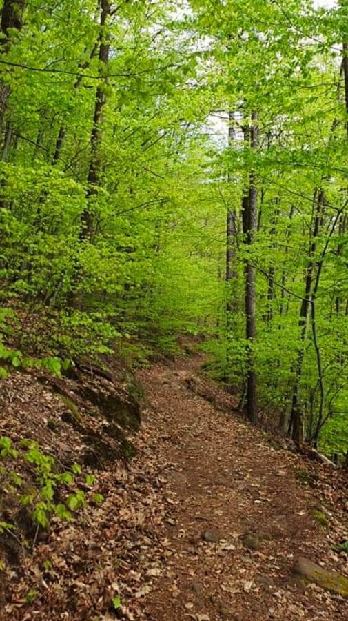 Ferienwohnungen Im Herzen Des Pfaelzerwaldes Elmstein Екстериор снимка